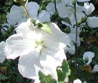 Althea Diana