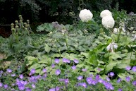 Grote planten