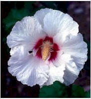 Mooie witte Althea